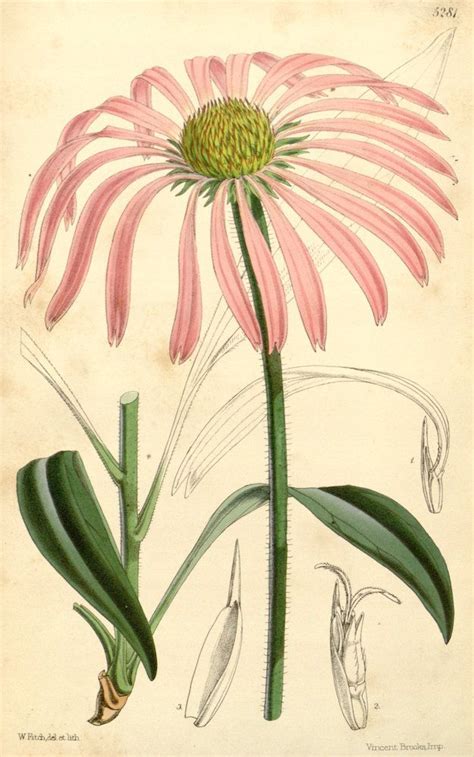 Echinacea Angustifolia Illustration By Wh Fitch In 1861 For Curtiss
