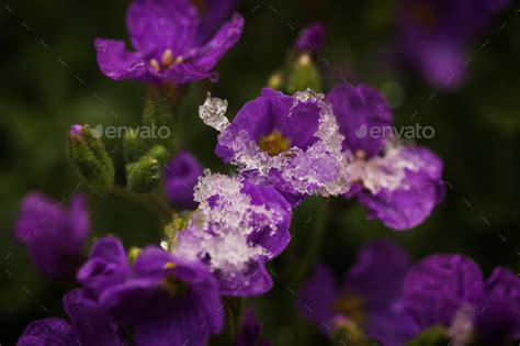 Melting Snow On The Purple Flowers Of The Aubretia In Spring Stock