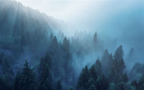 Download Wallpaper 2560x1600 Forest Trees Fog Rays Widescreen 1610