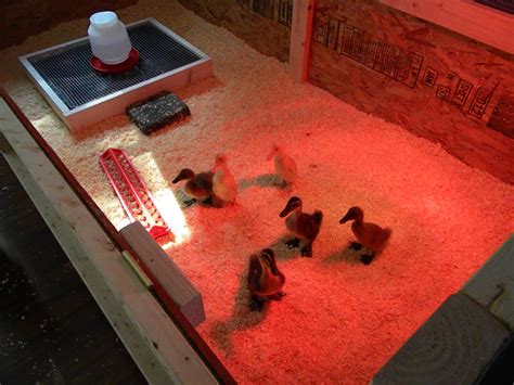 Img Chicken Brooder Chickens Backyard Raising Ducks