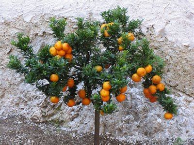 This type of citrus must therefore be planted at least 1.5 m apart. Planting Distance for Citrus Trees | eHow