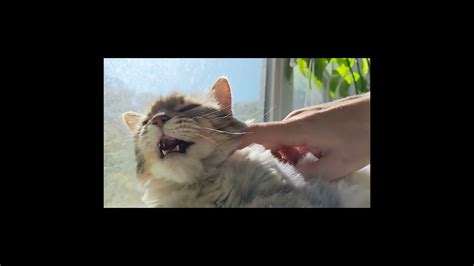 Cat Mini Yawn Shorts Slow Mo Bro Youtube