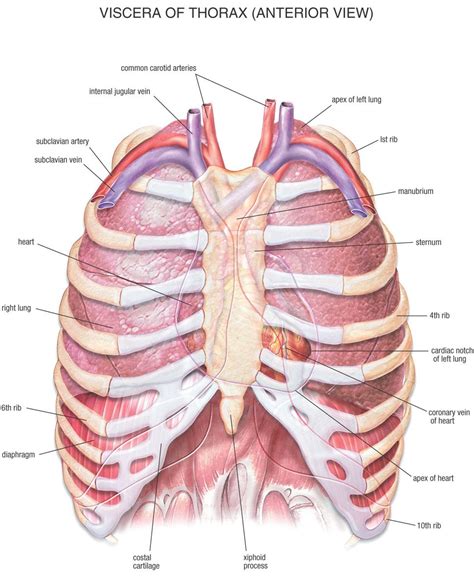 Chest Bone Ribs Lung Heart Xiphoid Process Sternum Anatomy Human Anatomy And Physiology