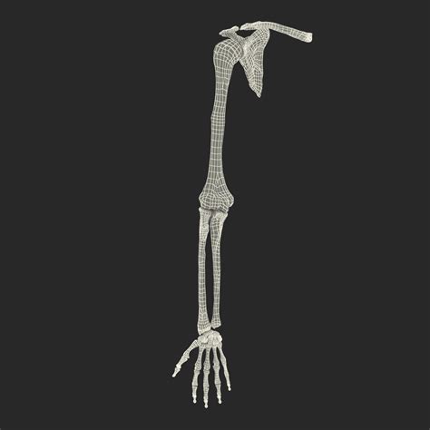 Anatomy Arm Bones 3d Model Bones Human Arm Anatomy