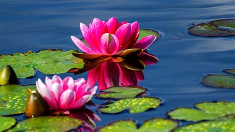 Free Download Wallpapers Water Lily Wallpapers 1600x1200 For Your
