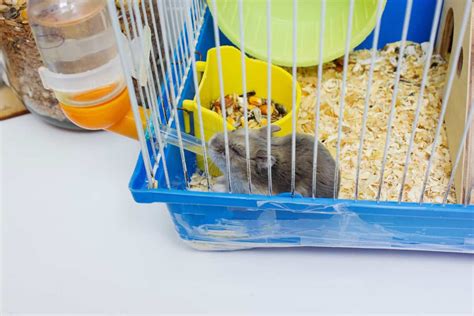 Hamster Care Advice And Tips