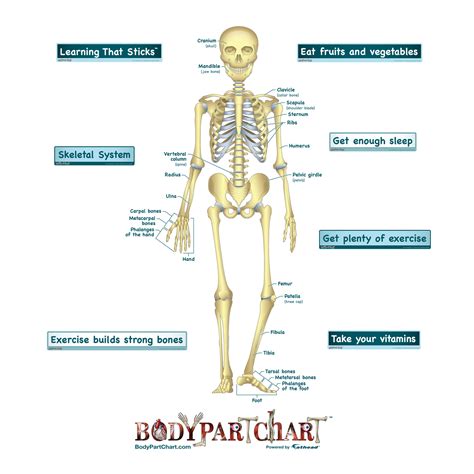 Simplified Skeletal System Labeled Body Part Chart