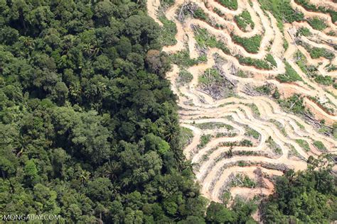 Deforestation In Borneo Sabah2094