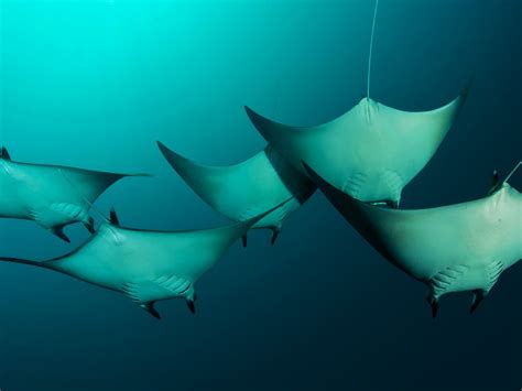 Underwater Rays Bing Wallpaper Download