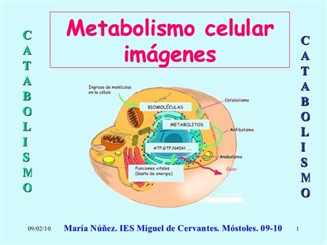Imagenes De Metabolismo