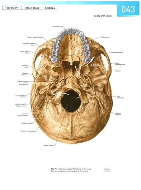 Sobotta Atlas Of Human Anatomy Headneckupper Limb Volume1 2006