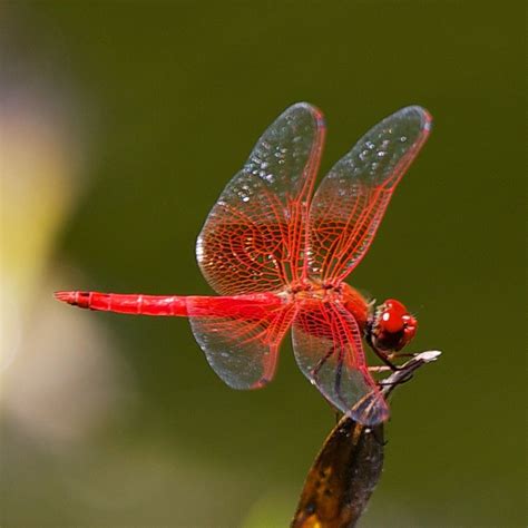 Dragonfly Red Veined Dropwing Dragonfly Damselfly Dragonfly Photos