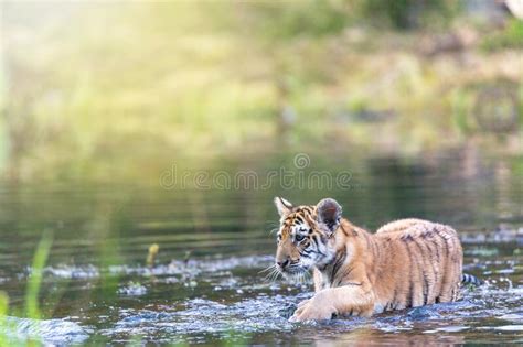 Lindo Cachorro De Tigre De Bengala Está Caminando En El Lago Imagen de