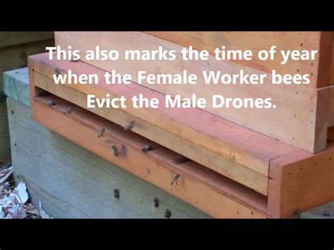 Bees Kicking Out The Drones Youtube