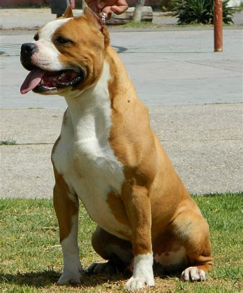Perro Semental El Staffordshire Terrier