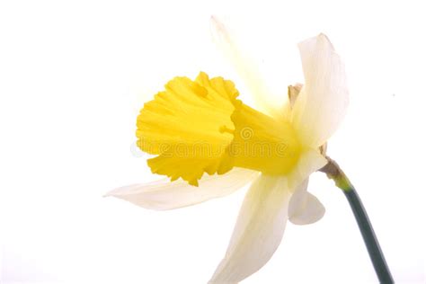 White And Yellow Daffodil Stock Photo Image Of Individual 8780618