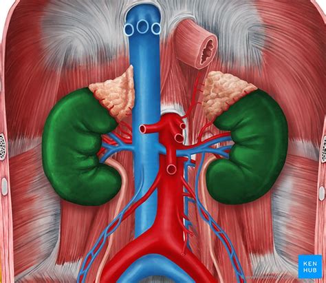 Coronal Section Of The Kidney Anatomy And Function Kenhub