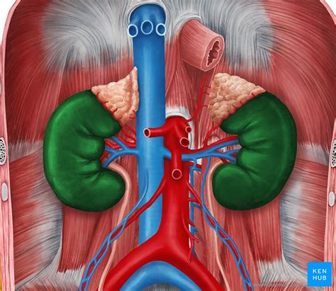 Rins Artérias Veias E Nervos Kenhub
