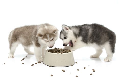 Generally, by about week seven your puppies should be done drinking their mother's milk, though they may do so up to eight weeks. What's the Best Amount of Food to Prevent Obesity in My Pet?