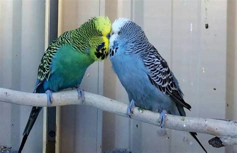 Kissing Budgies Parakeets Little Birds Kissing Pet Birds Parrot