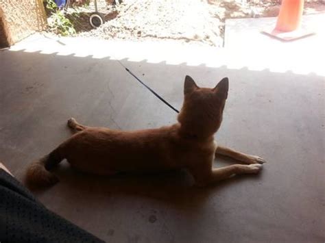 1 Year Old Shiba Inu For Sale In Tucson Arizona Classified