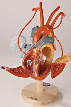 There are two main coronary arteries: Equipment - Hardin Library for the Health Sciences - The ...