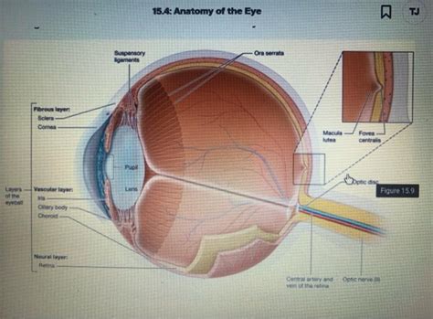 Solved 154 Anatomy Of The Eye B Tj Ora Serrata Suspensory