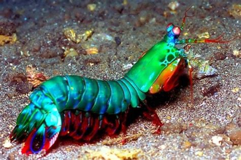 Sunday Invertebrates The Peacock Mantis Shrimp Asap Aquarium