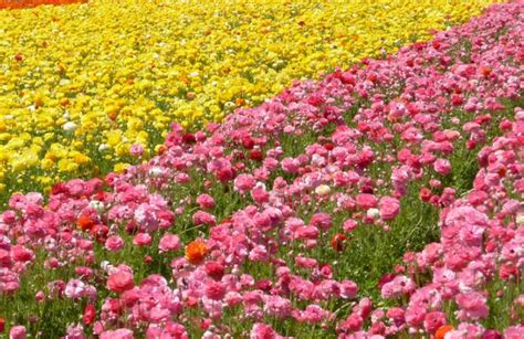 Check spelling or type a new query. Lompoc Day Trip Things To Do and See in the Valley of Flowers