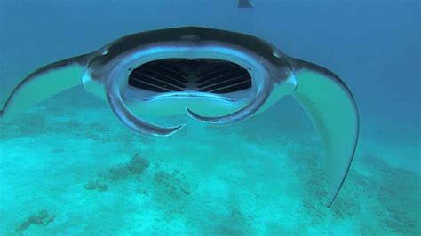 Swimming Manta Rays Look Like Sci Fi Underwater Space Ships