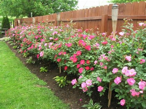 Roses As Hedges Lawn And Garden Backyard Garden Diy Garden Comment