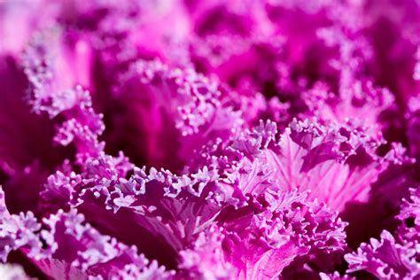 Kubis ungu memiliki rasio yang relatif tinggi nutrisi dan vitamin untuk kalori dan lemak. Gambar : cabang, mekar, abstrak, menanam, ungu, daun bunga ...