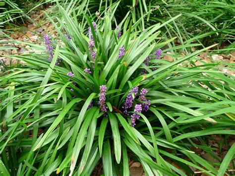 Liriope Muscari Plants For Spaces