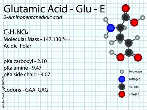 Vecteur Stock Glutamic Acid Glu E Non Essential Amino Acid