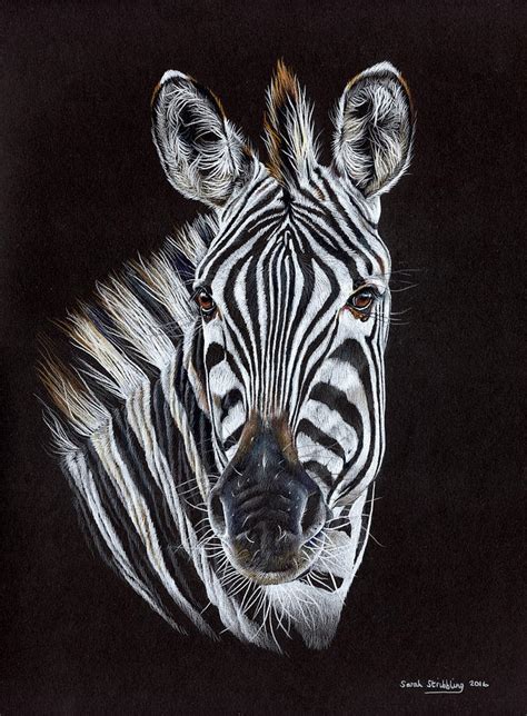 Zebra Painting By Sarah Stribbling Fine Art America