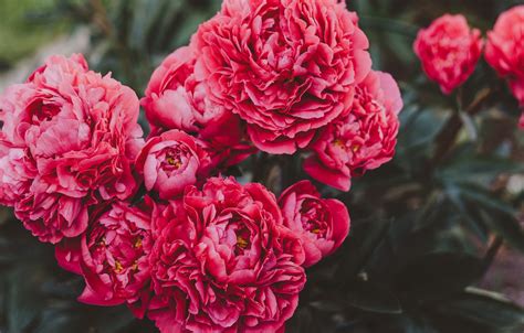 Use them in commercial designs under lifetime, perpetual & worldwide rights. Wallpaper flowers, peonies, red peonies images for desktop ...