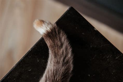 Why Is My Cat Losing Hair On Their Tail 10 Possible Reasons Hepper