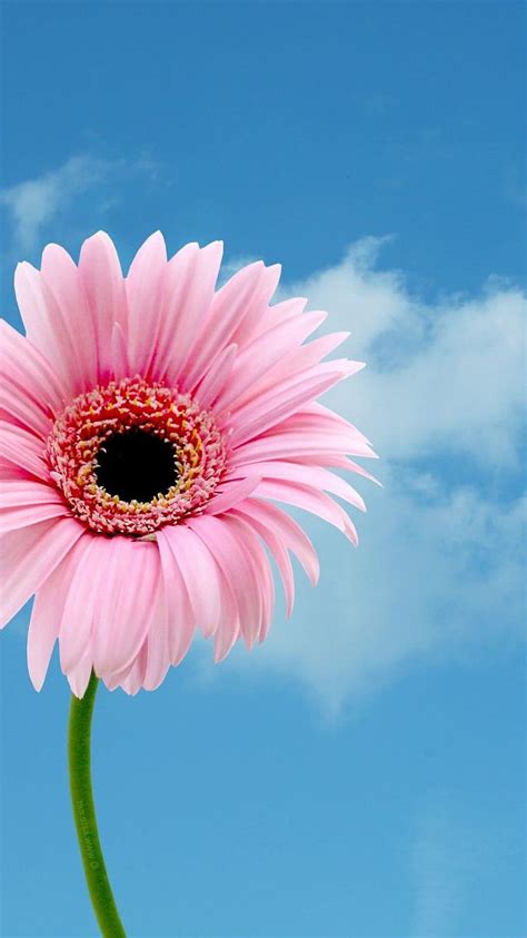 720p Free Download Daisy Iphone Pink 20 Daisy Pink Sunflower Hd