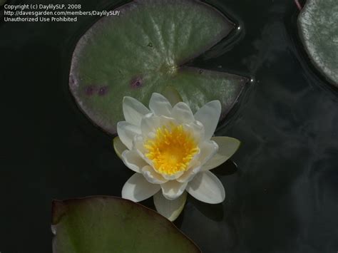 Plantfiles Pictures Nymphaea Hardy Water Lily Waterlily Virginalis Nymphaea By Wingnut