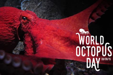 World Octopus Day 8 Reasons Why These Cephalopods Are Awesome Video