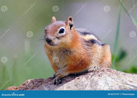 Portrait Of Chipmunk Stock Image Image Of Squirrel Tamias 6213157
