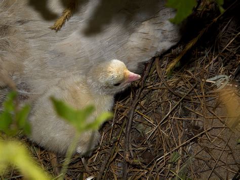 Sweetgrassturkeypoultx818921808 18 2019 001 Backyard Chickens