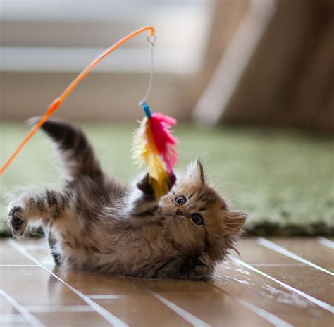How To Keep Your Kitten Safe While Playing Kittens Cutest Kittens Playing Cats