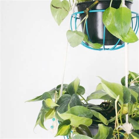 32 Free Diy Plant Hangers You Can Make
