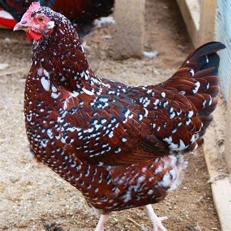 Speckled Sussex Fancy Chickens Chickens Backyard Beautiful Chickens
