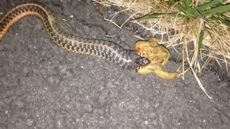 Yes cats can eat snakes. Found a snake eating a frog with my cat - YouTube