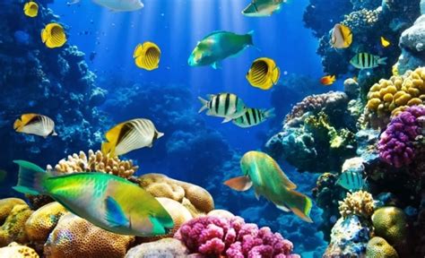 Pengertian Biota Laut Jenis Contoh Dan Manfaat Biota Laut Bagi