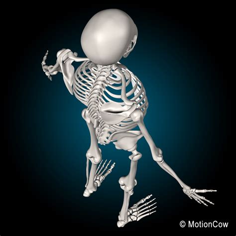 Skeleton & Anatomy - MotionCow
