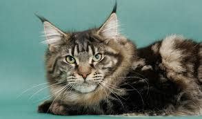 Like with most cat breeds, a maine coon's average lifespan is somewhere between 10 and 13 years. What is the Average Life Span of a Maine Coon Cat - Maine ...