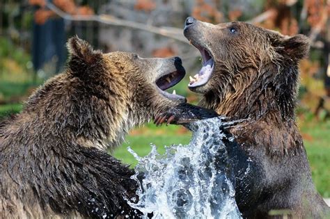 How Strong Is A Grizzly Bear Things You Didnt Know About The Grizzly
